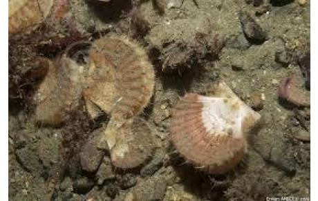 levée interdiction pêche à la coquille en Rance